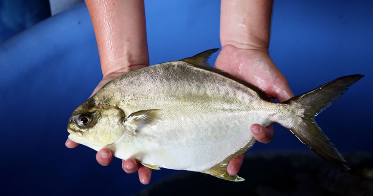 What Is Pompano Fish And How Do You Cook It? – Sprouts