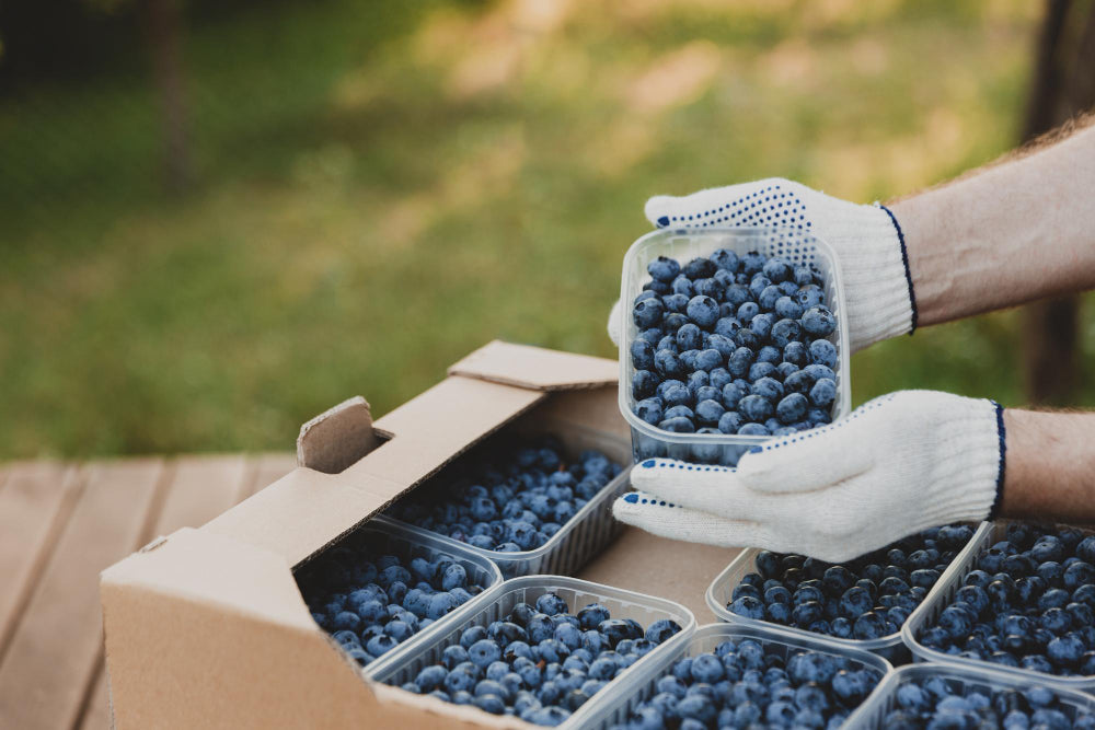 South African Blueberries Exports 80% of Supply to Europe