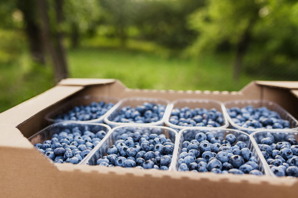 Blueberries from Canada Approved for Export to the Philippines