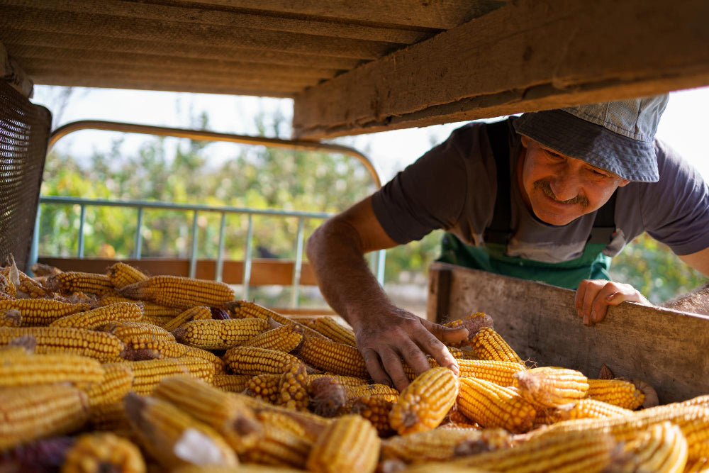 Argentina's Corn Shipments to China Hit a Record 600,000 Tons Since April