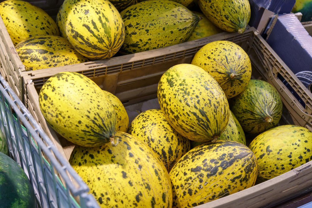 Spain Still Tops EU Melon Supply, at 31% Share