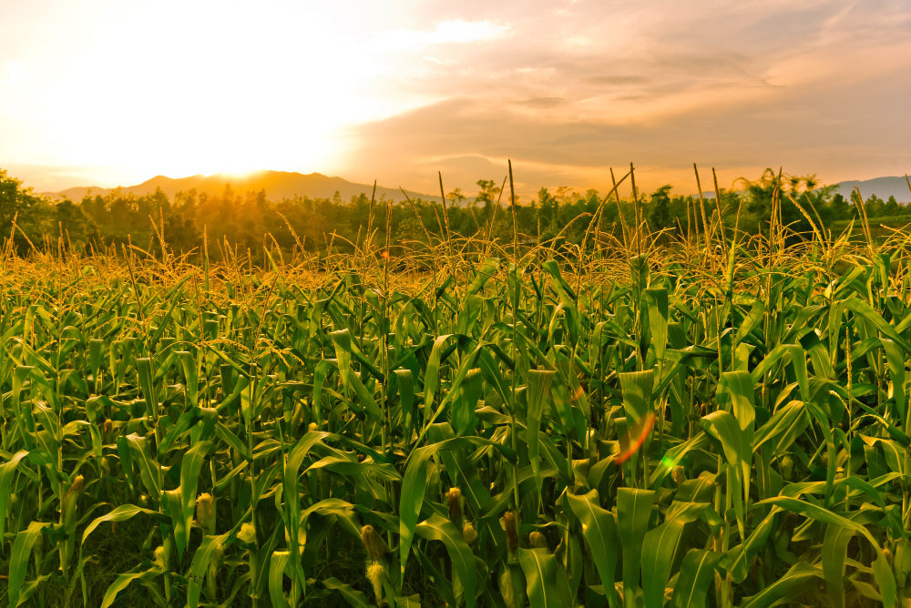 French Corn Ratings Drop to 47% as Heat Wave Hits Crop During Pollination