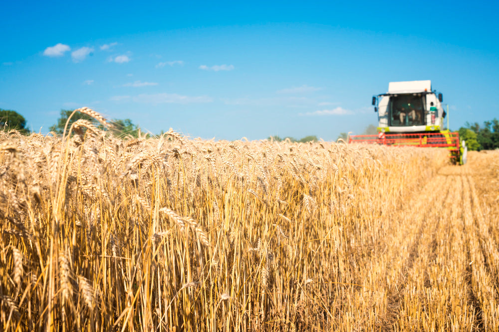 USDA Cuts US Wheat Production, Ending Stocks Down 22%