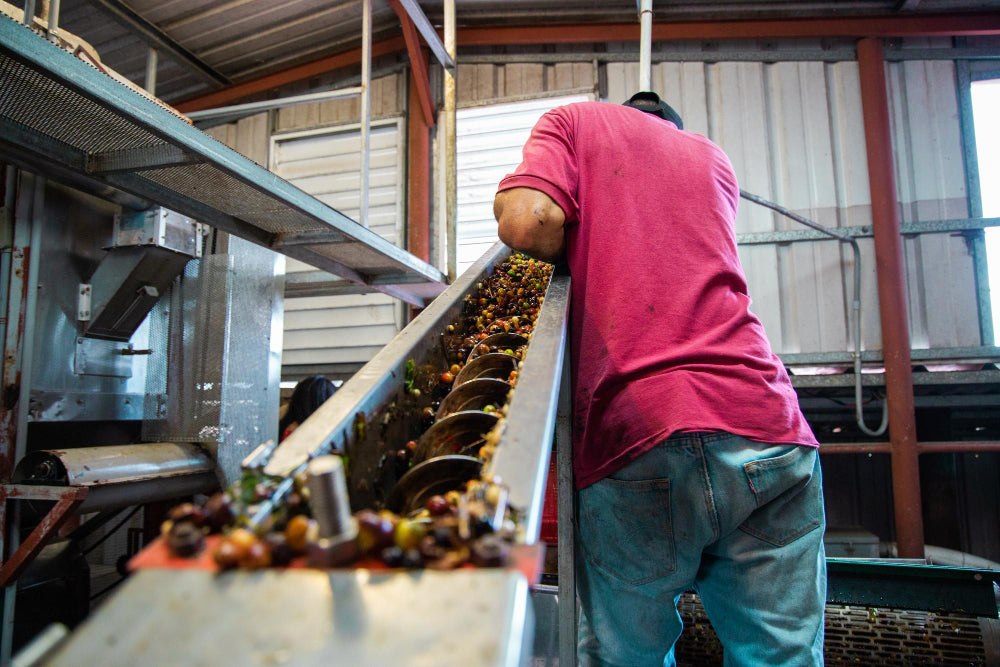 Colombia Coffee Exports Resume After Earthquake, Backlog Remains