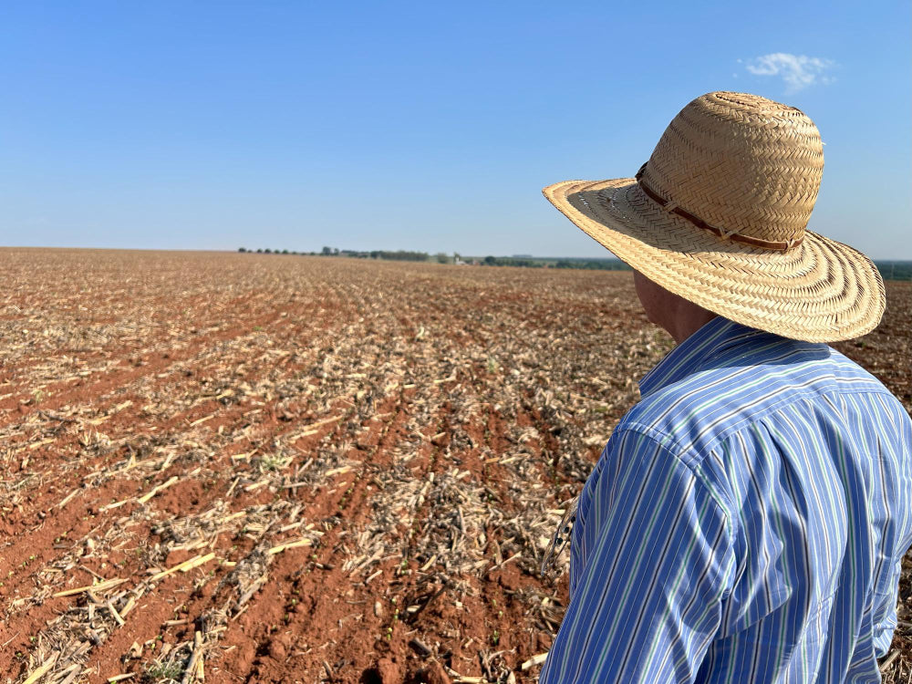Heat May Cut 3.1 MT From Four EU Potato Crops
