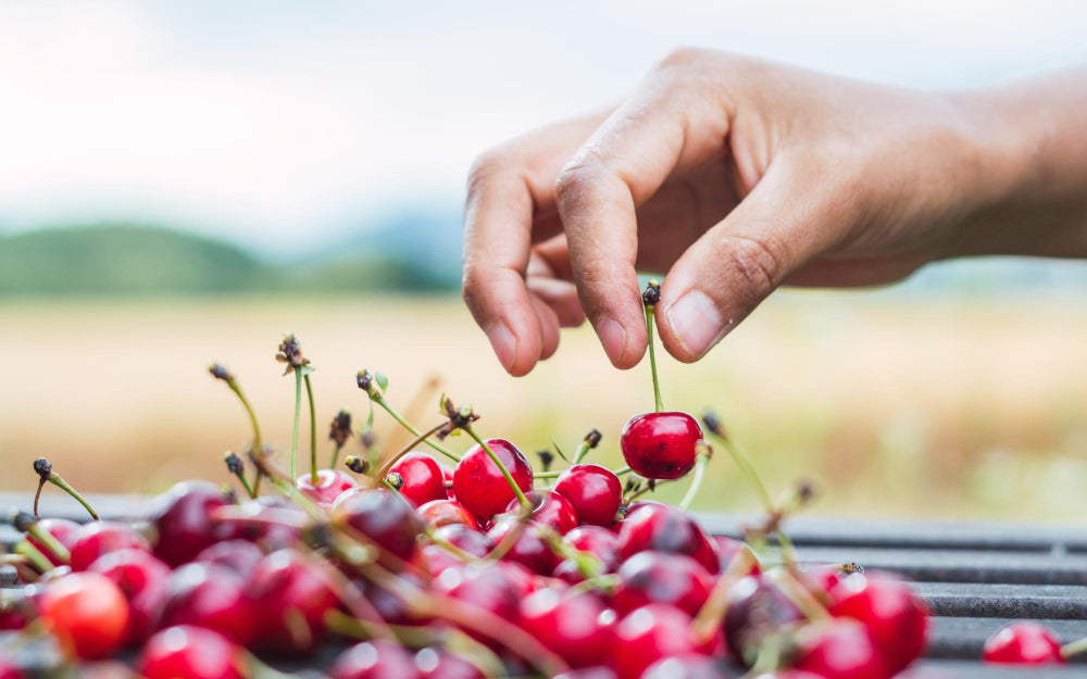 Japan Cherry Production Set to Jump 25%