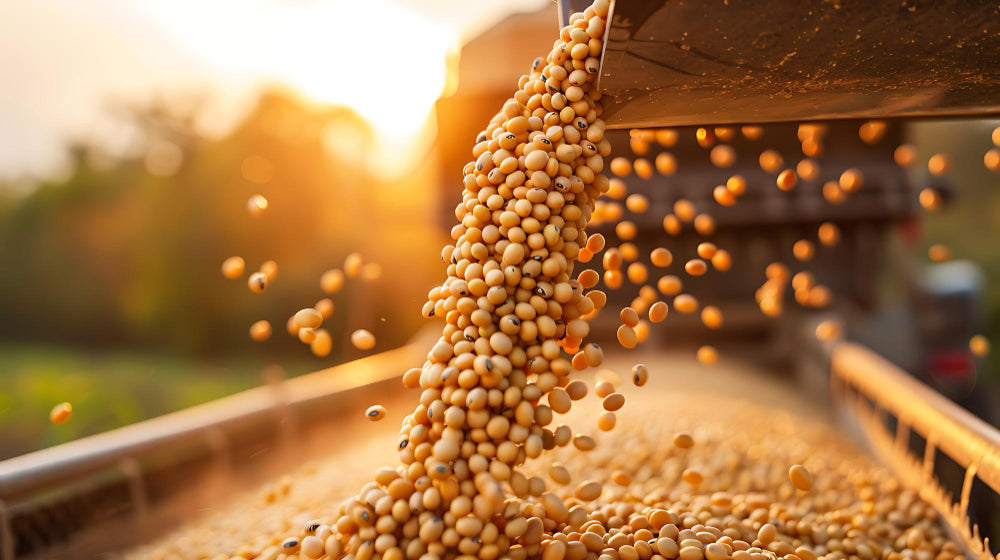 South Korea Adds 10,000 Metric Tons to Sprout-Soybean Import Quota as Prices Rise