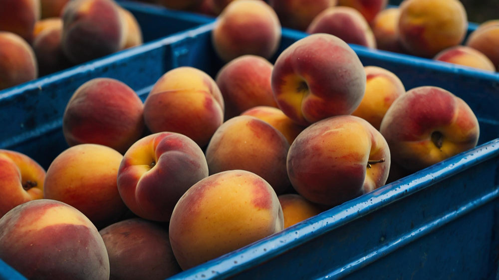 Japan Peach Exports To Jump 34%