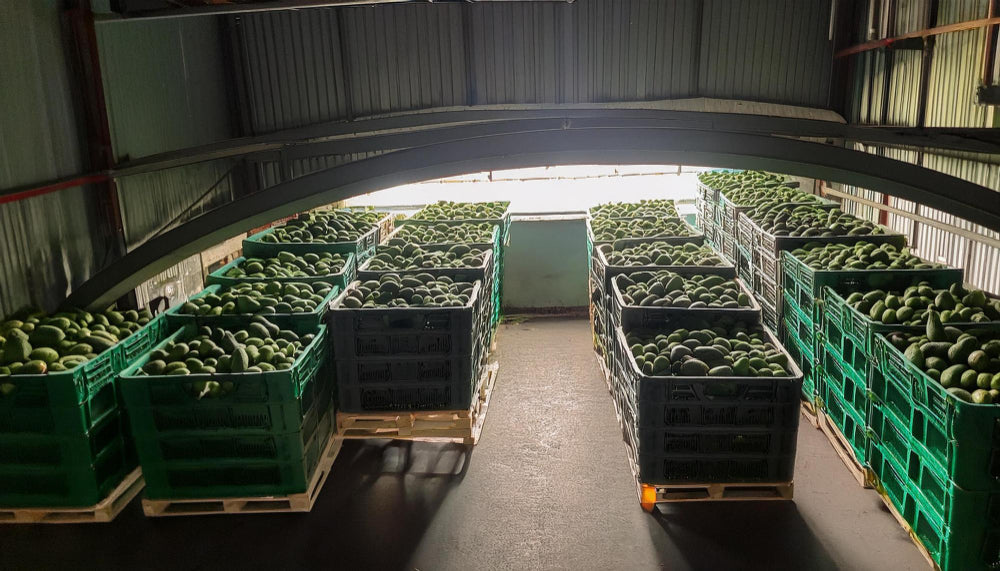 Avocado Packers in Mexico Still Await US Approval