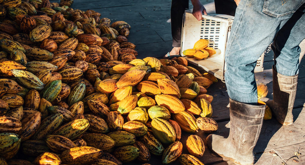 Cameroon Cocoa Prices Fall as Supply Drops 20%