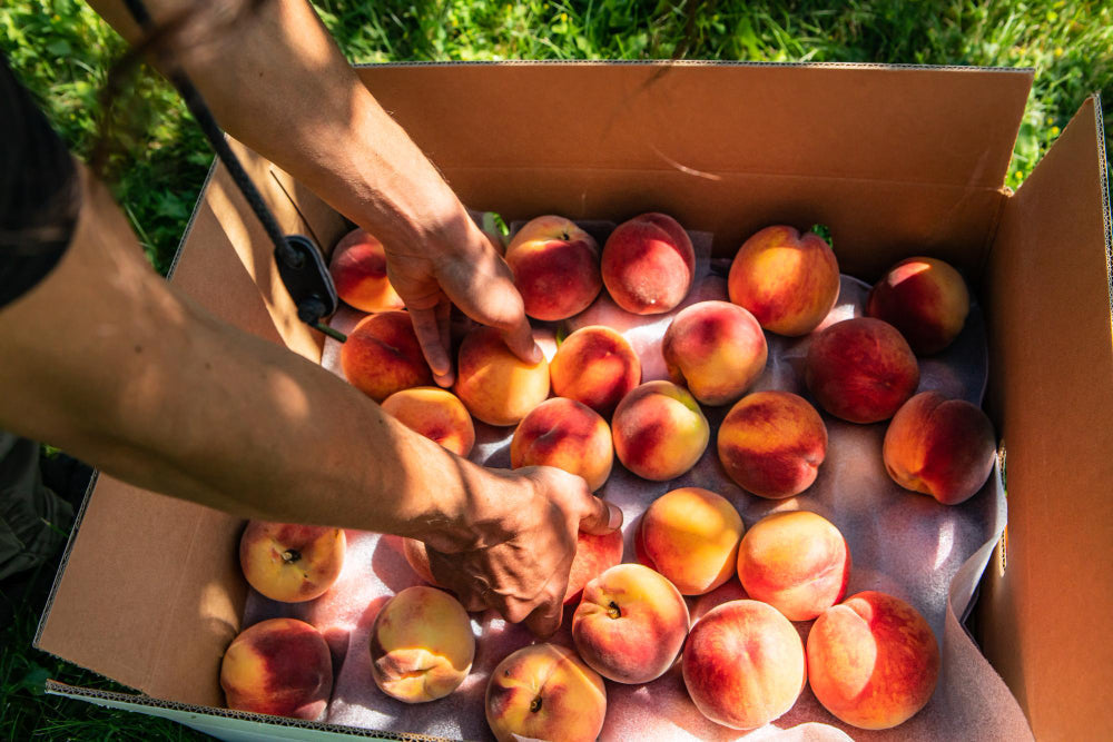 US Peach Imports to Mexico Set to Grow 7%