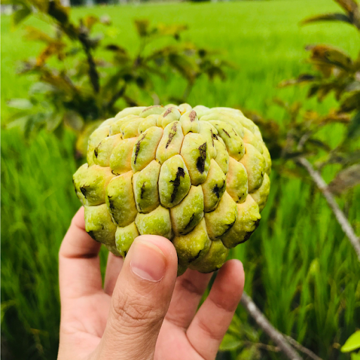 Atis on hand