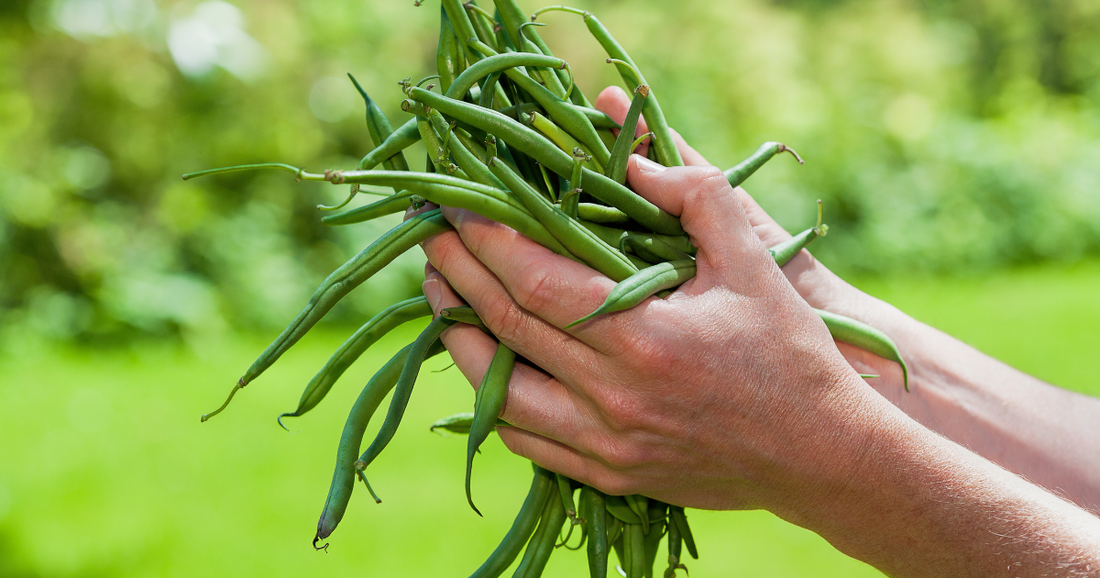 Simple Recipe with French Beans