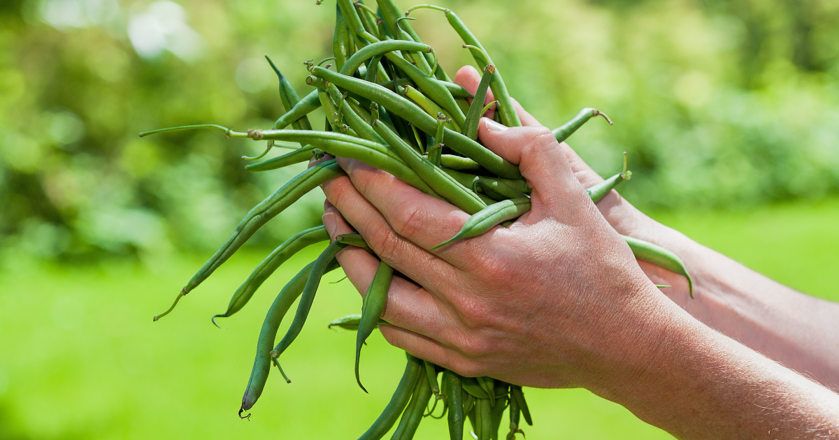 Simple Recipe with French Beans