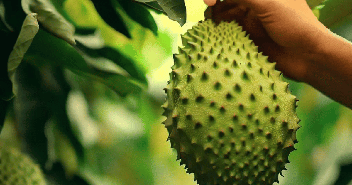 Guyabano (Soursop) and its Many Health Benefits