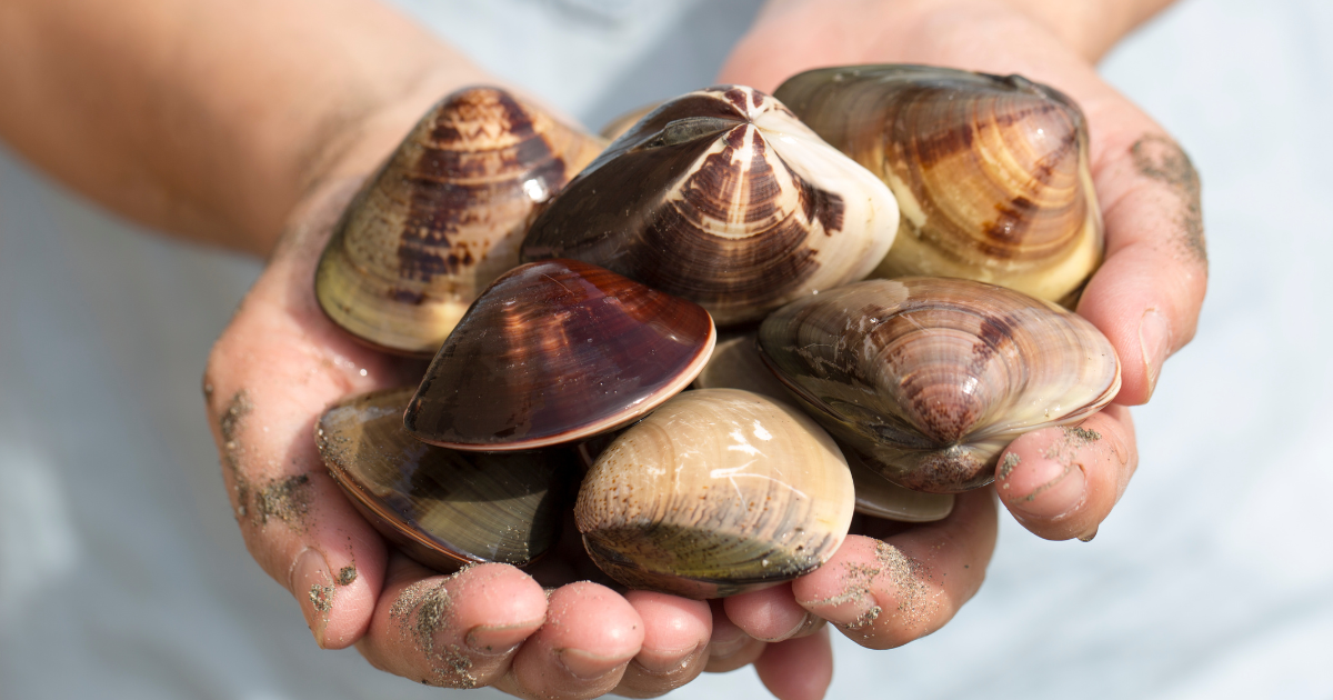 Tuway Hardshell Clams and Their Culinary Marvels