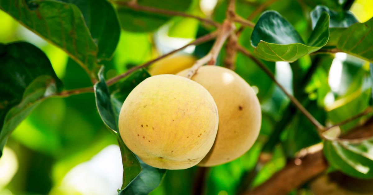 A Tropical Fruit And Powerful Health Benefits