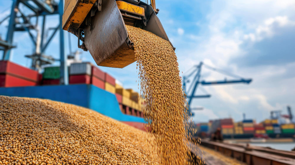China Resumes Buying US Soybeans as New Trade Deal Takes Hold