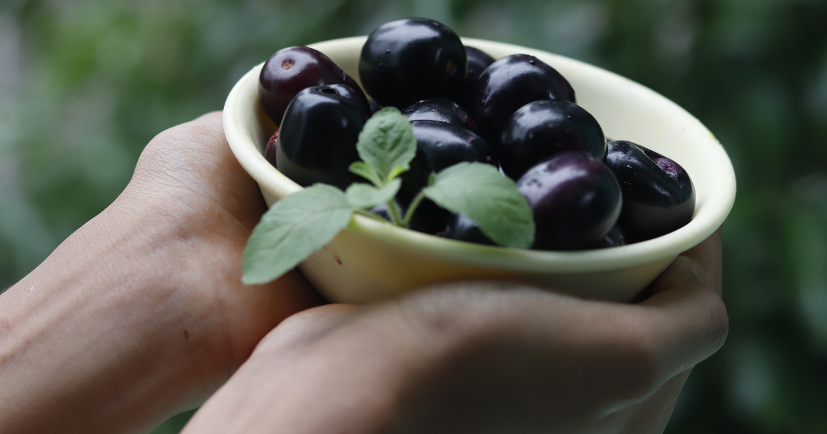 Duhat Color The Marvelous Duhat: A Gem of the Tropical Fruit World – Sprouts