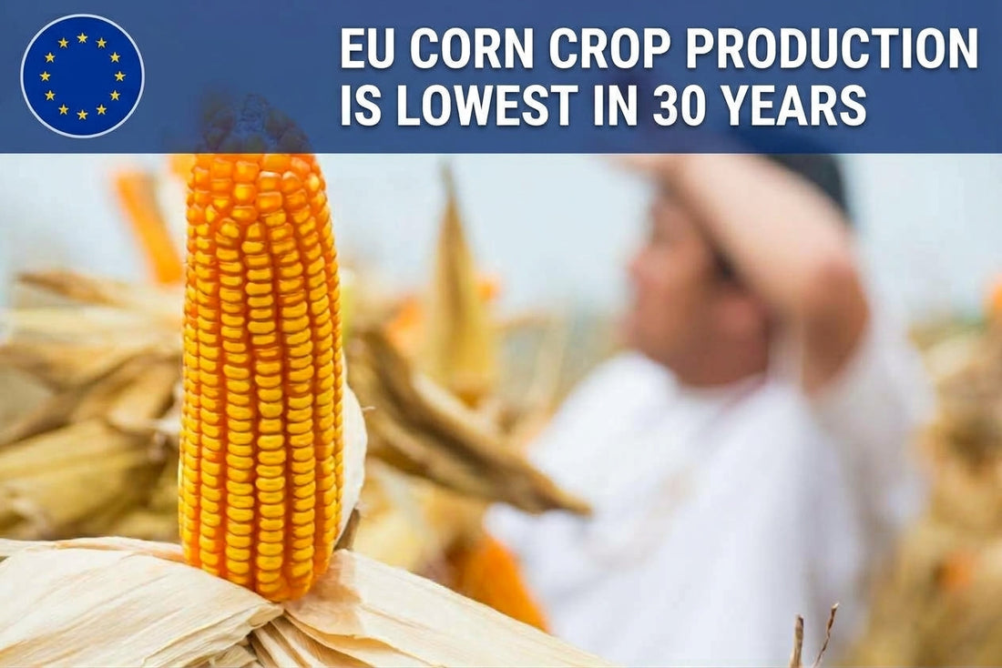 EU Corn Crop Production is Lowest Since 1994/95