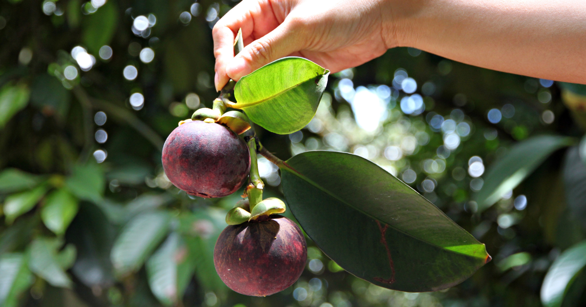 Mangosteen: Facts and Health Benefits