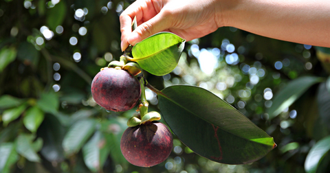 Mangosteen: Facts and Health Benefits
