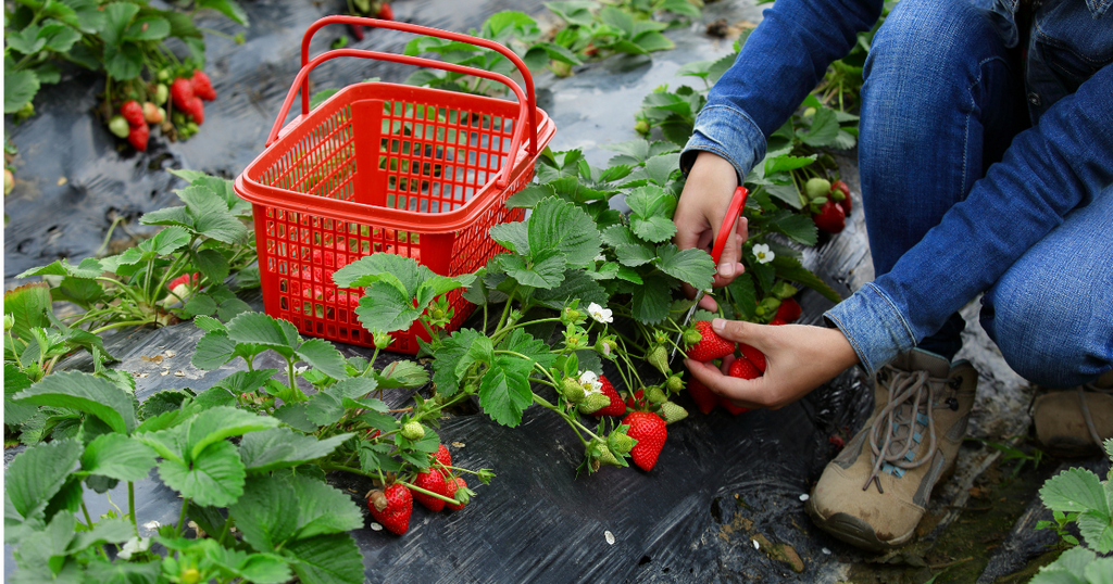10 Fun Facts You Didn't Know About Strawberry