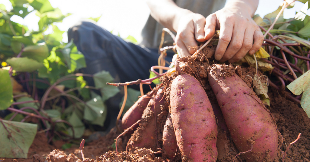 7 Surprising Health Benefits Of Sweet Potato
