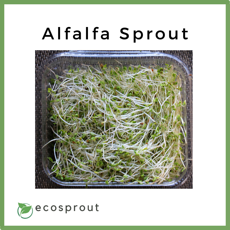 Alfalfa Sprout | per pack