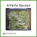 Alfalfa Sprout | per pack