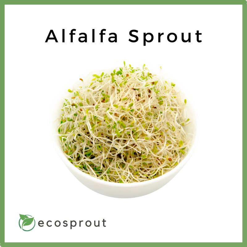 Alfalfa Sprout | per pack