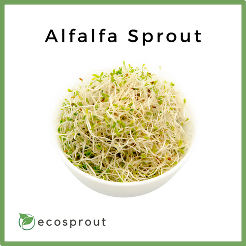 Alfalfa Sprout | per pack
