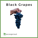 Ecosprout black grapes