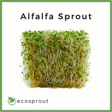 Alfalfa Sprout | per pack