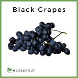 Black Grapes close up