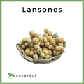 lansones for delivery