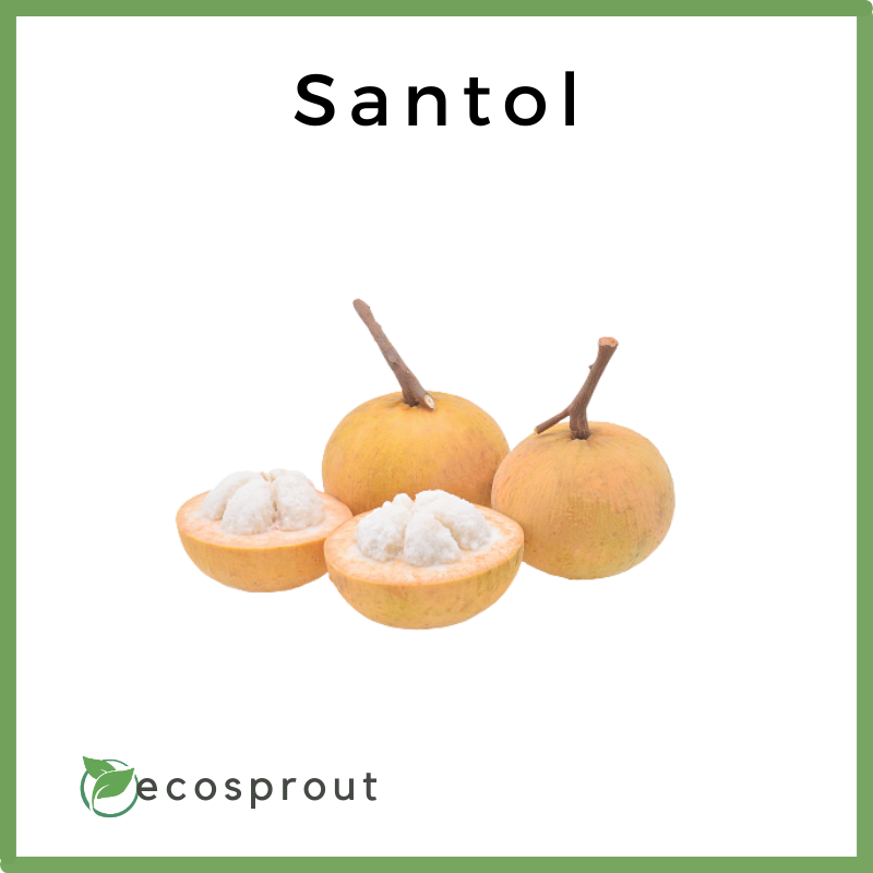 Santol | Per KG