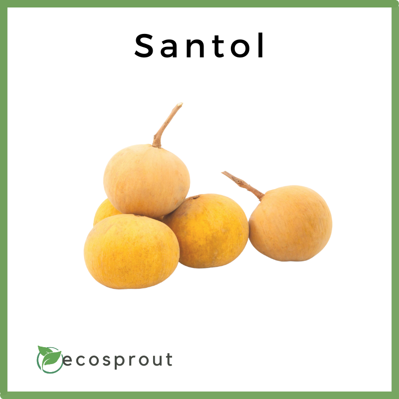 Santol | Per KG