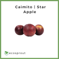 Caimito | Star Apple | 1Kg