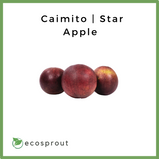 Caimito | Star Apple | 1Kg
