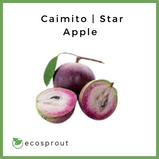 Caimito | Star Apple | 1Kg