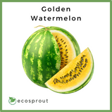 Golden Watermelon | Piece