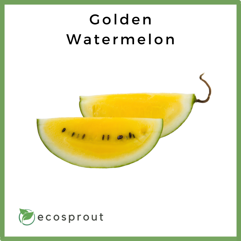 Golden Watermelon | Piece