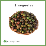 Sineguelas | Spanish Plum | From 500g