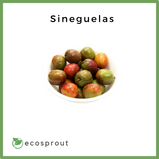 Sineguelas | Spanish Plum | From 500g