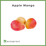 Apple Mangoes | 1kg
