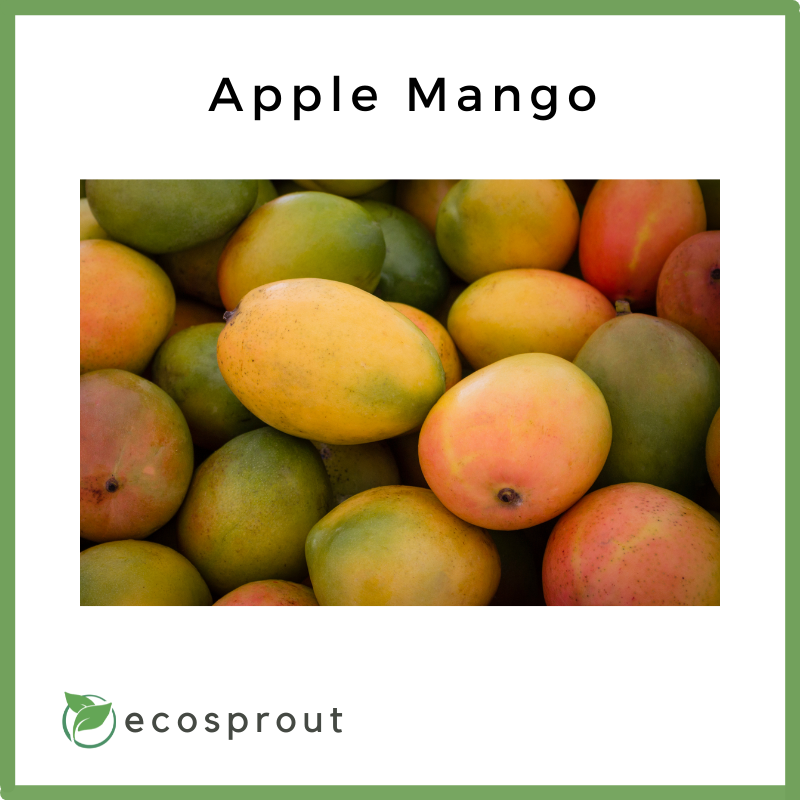 Apple Mangoes | 1kg