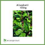 Alugbati | Malabar Spinach | 100g