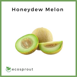 Honeydew Melon | Per Piece