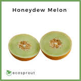 Honeydew Melon | Per Piece